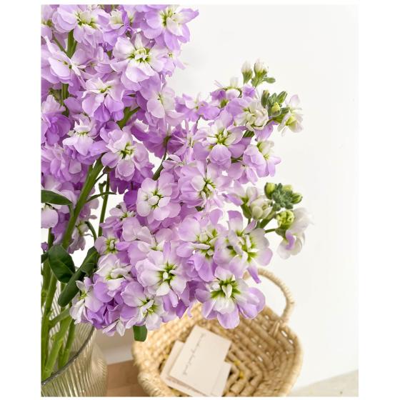Light Purple Violet